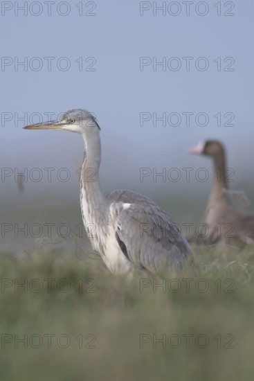 Mismatched pair... Grey heron (Ardea cinerea) together with a white-fronted goose in a meadow,