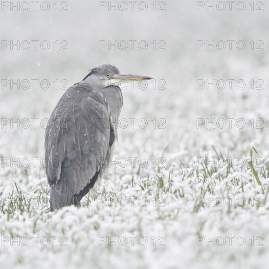 Grey heron (Ardea cinerea) stands in winter in heavy snowfall on a snow-covered meadow, in a field,