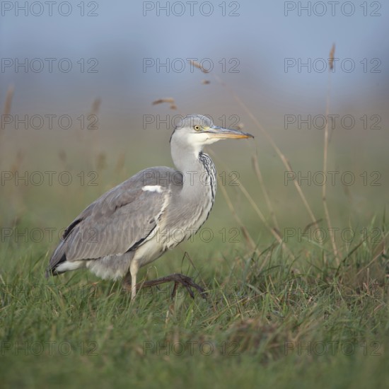 Well fed... Grey heron (Ardea cinerea), well-known, frequently observed walking bird in many