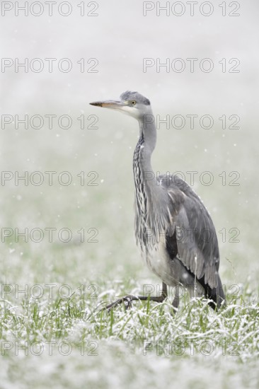 Grey heron (Ardea cinerea) walking through a snow-covered meadow in winter during heavy snowfall, a