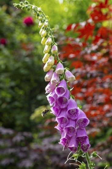 Common foxglove (Digitalis purpurea), bumblebee approaching, Sieversen, Rosengarten, Lower Saxony,