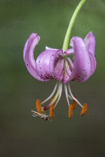 Turk's cap lily (Lilium martagon) with grove hoverfly (Episyphus balteatus), Emsland, Lower Saxony,