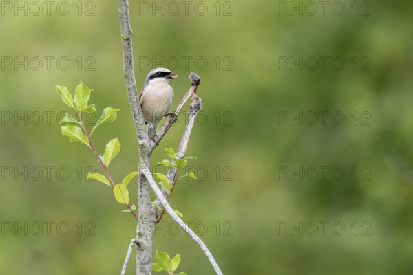 Red-backed shrike (Lanius collurio) with impaled mouse, Emsland, Lower Saxony, Germany