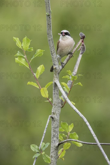 Red-backed shrike (Lanius collurio) with impaled mouse, Emsland, Lower Saxony, Germany