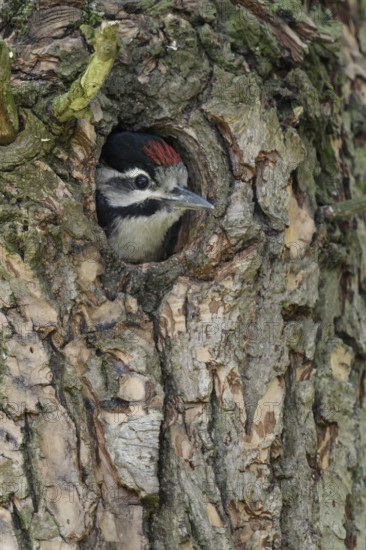 At the great spotted woodpecker den... Great spotted woodpecker (Dendrocopos major), young, almost