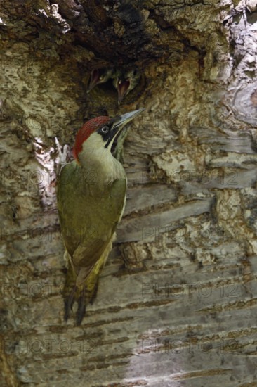 Green woodpecker (Picus viridis), young birds sticking their heads out of the hidden nesting