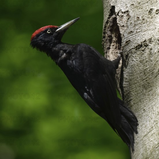 Black woodpecker (Dryocopus martius), adult male, sitting in typical pose in front of his breeding