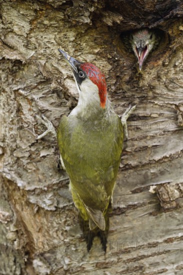 Before feeding... Green woodpecker (Picus viridis) at the breeding cavity, hungry young bird with
