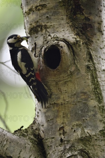 Beak full of food... Great spotted woodpecker (Dendrocopos major) at the breeding cavity, tree