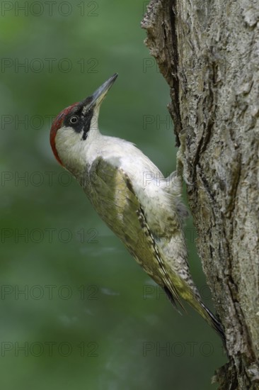 Climbing a tree... Green woodpecker (Picus viridis), typical woodpecker species in gardens, parks