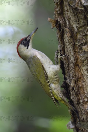 Somewhere in the forest... Green woodpecker (Picus viridis), female green woodpecker, native