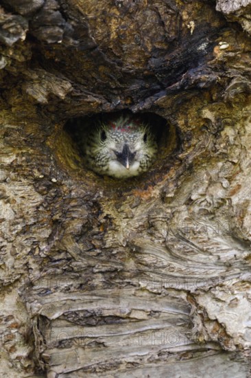 Silent observer... Green woodpecker (Picus viridis), young woodpecker, young woodpecker looks out
