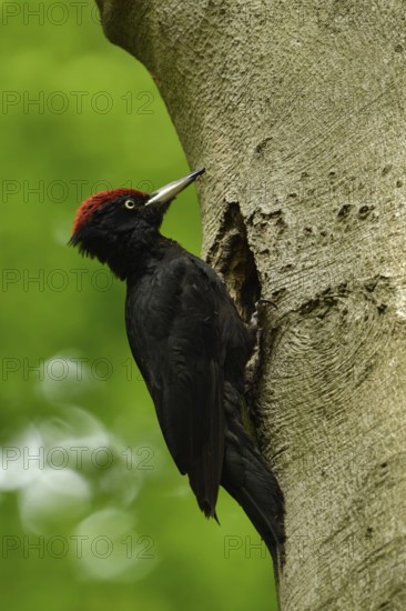 Black woodpecker (Dryocopus martius), adult male, sits at his breeding cavity, tree cavity, nesting