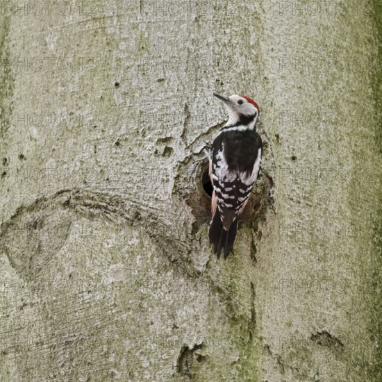 Middle spotted woodpecker (Leiopicus medius) on the trunk of an old copper beech in front of a