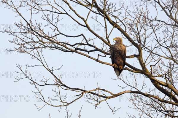 In the tree... White-tailed eagle (Haliaeetus albicilla), our largest native eagle, adult bird,