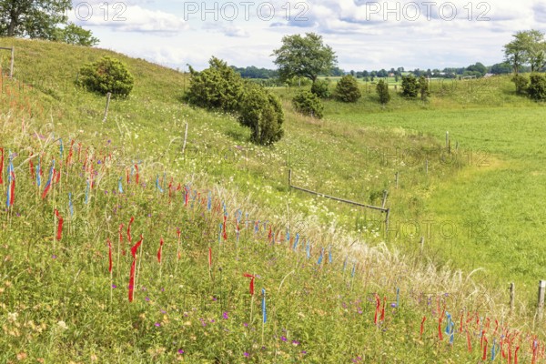 Feather grass (Stipa pennata) plants marked with flags by botanist for research in a nature