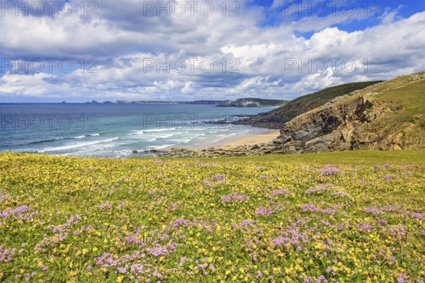 Meadow with wildflowers in bloom by a rocky coastline and a scenics view to the horizon a sunny