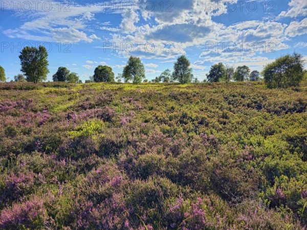 A wide landscape full of heather stretches under a beautiful blue sky, Summer, High Fens, Eifel