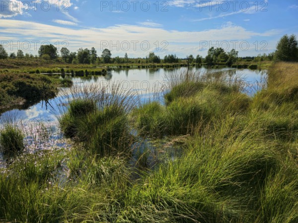 Lush grasses grow on the shore of a reflecting moor lake under a blue sky, summer, High Fens, Eifel
