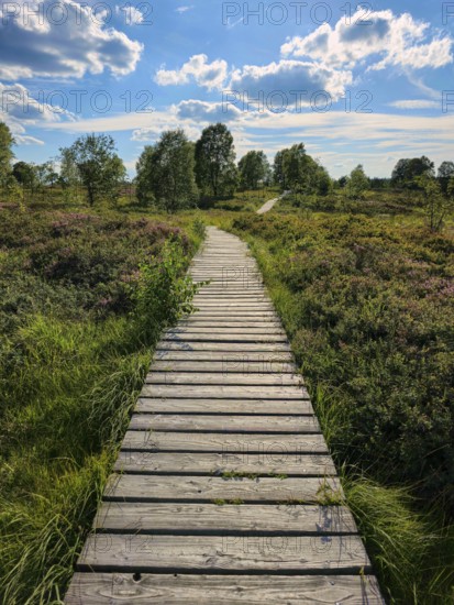 A wooden path leads through a blooming heath landscape under a sunny sky, summer, High Fens, Eifel