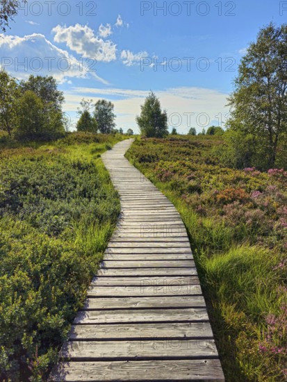 A wooden path winds through a colourful heath landscape and trees under a blue sky, summer, High