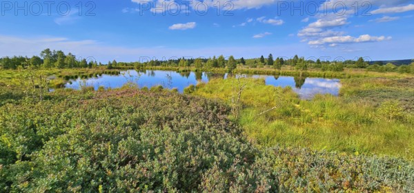 A tranquil landscape with a moor pond and reflecting clouds, lined with green vegetation, summer,