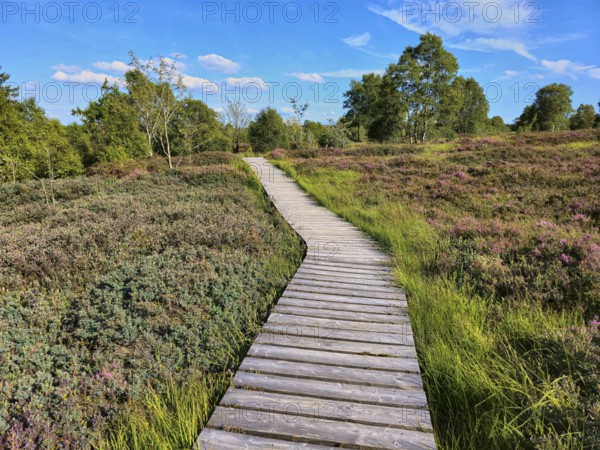 A wooden path winds through a flowering and heather landscape under a blue sky, summer, High Fens,