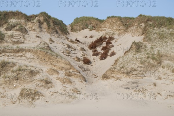 Natural sand dune with grass in front of a clear blue sky, dead trees for dune protection, near
