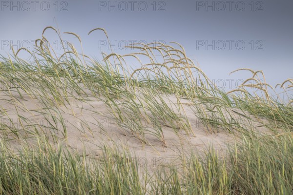 Tall grasses bend in the wind on a sandy dune under a blue sky, near Hvide Sande, Jutland, Denmark