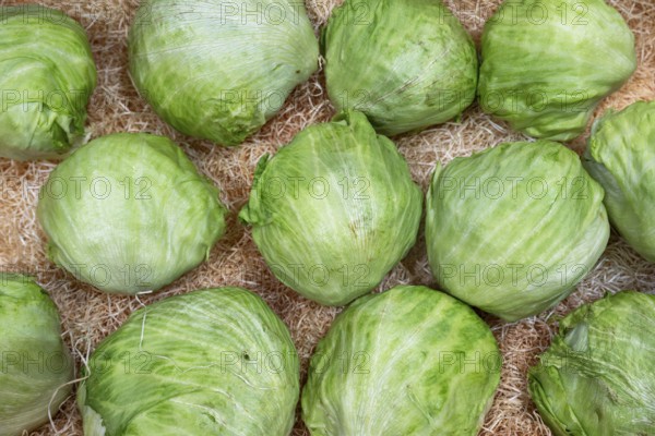 Iceberg lettuce