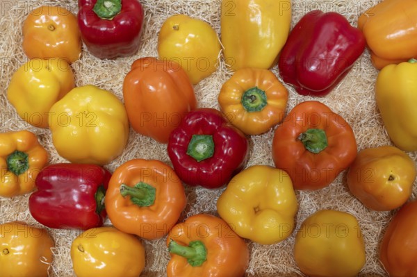Chilli varieties