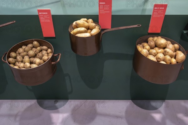 Potato varieties Beyonce, Erika and SH C 1010