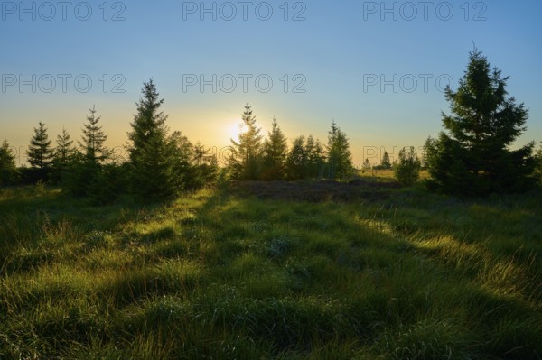 Sunset behind fir trees stretches across a wide grassy landscape and bathes the scene in warm