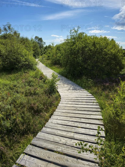 A winding wooden path winds through a green landscape in sunny weather, summer, High Fens, Eifel