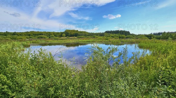 A quiet moor lake surrounded by green vegetation under a blue sky, summer, High Fens, Eifel