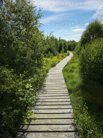 A wooden path winds through dense vegetation under a sunny sky, summer, High Fens, Eifel National