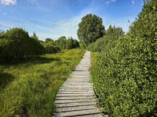 A wooden path runs through green fields with trees under a clear sky, summer, High Fens, Eifel