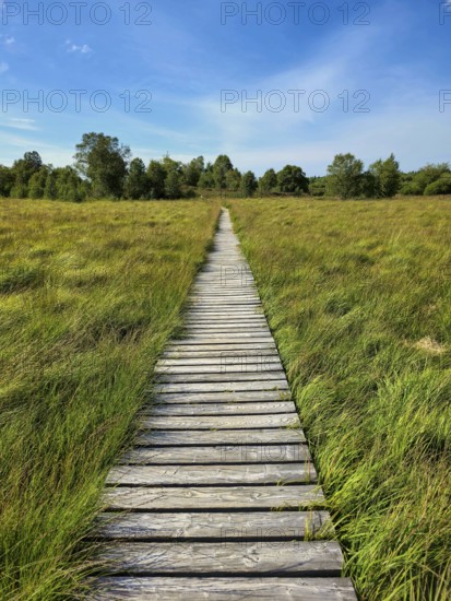 A wooden footbridge leads through a green meadow under a clear blue sky, summer, High Fens, Eifel