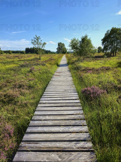 A wooden path leads through an area overgrown with heather and trees, summer, High Fens, Eifel