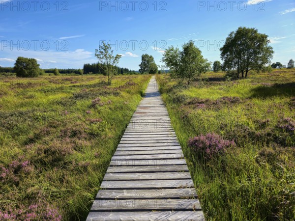 A wooden path runs through a heath landscape under a blue sky, summer, High Fens, Eifel National