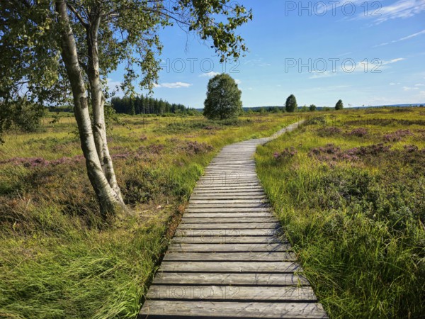 A winding wooden path under a blue sky, surrounded by heathland and trees, summer, High Fens, Eifel