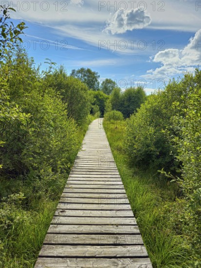 A straight wooden path leads through a green landscape with a blue sky, summer, High Fens, Eifel