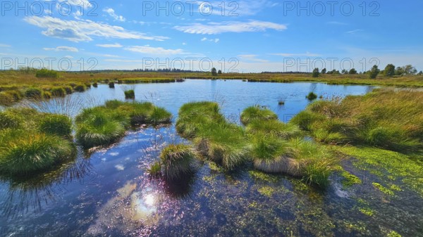 A calm moor lake under a blue sky with light clouds, summer, High Fens, Eifel National Park,
