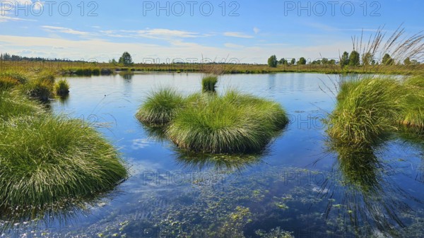 A moor pond with tufts of grass, blue sky and cloud reflections in the water, summer, High Fens,