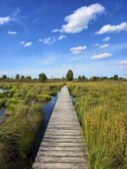 Straight wooden path through a wide moor landscape under a blue sky with white clouds, summer, High