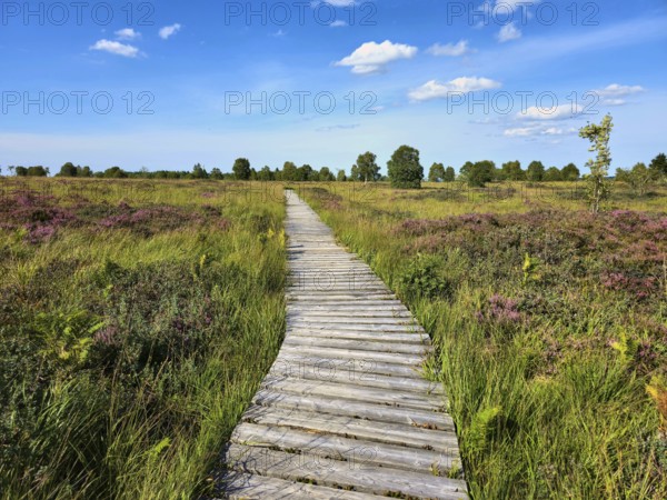 Winding wooden path amidst green meadows and heather under a white-blue sky, summer, High Fens,