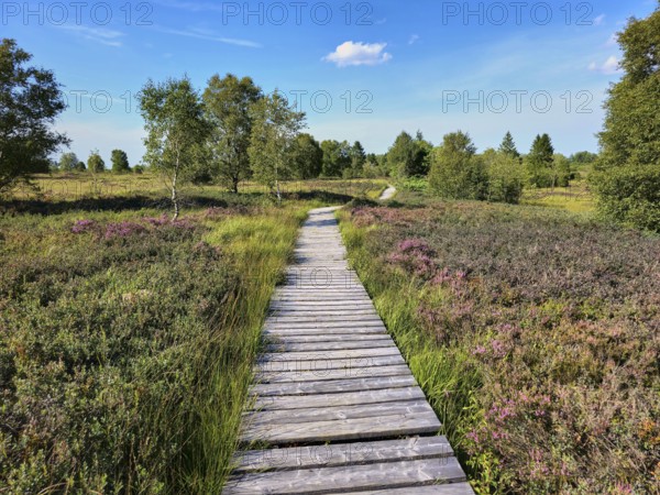 Narrow wooden path in grassy heath landscape, surrounded by different shades of green and trees,