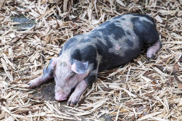 Piglet