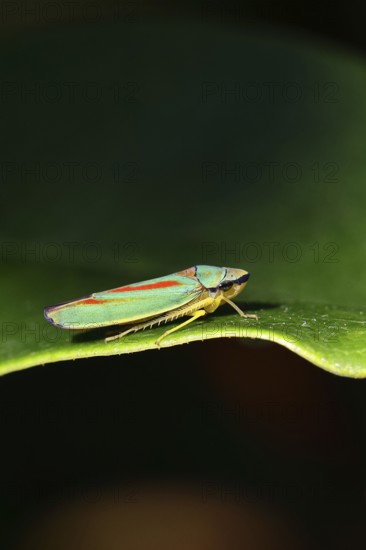 Rhododendron cicada (Graphocephala fennahi) sitting on a leaf of a rhododendron (Rhododendron),
