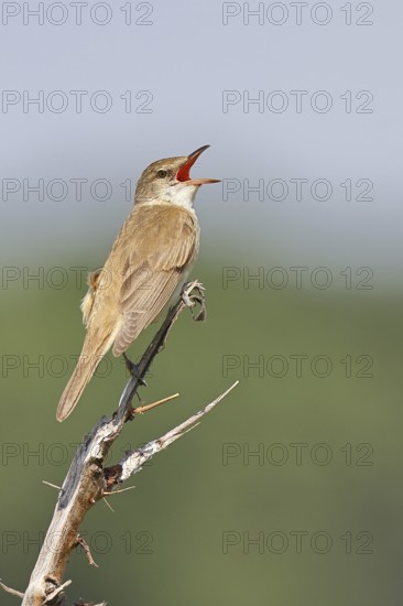 Great Reed Warbler (Acrocephalus arundinaceus), with open beak, singing, twittering, sitting on a